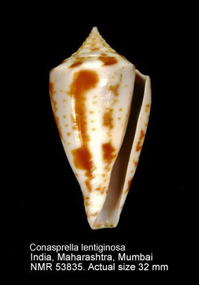 Conasprella lentiginosa.jpg - Conasprella lentiginosa(Reeve,1844)